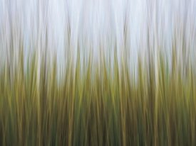 Katherine Gendreau - Sea Grass Canvas