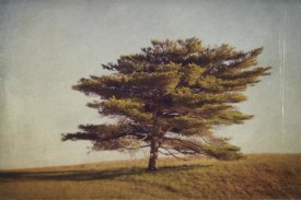 Katherine Gendreau - Windward Tree
