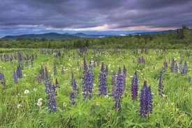 Katherine Gendreau - Lupine Sunrise