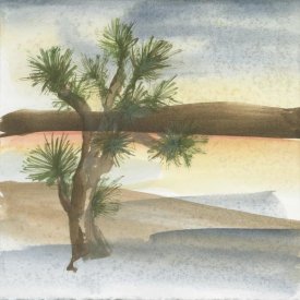 Chris Paschke - Desert Joshua Tree