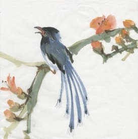 Chris Paschke - Formosan Blue Magpie