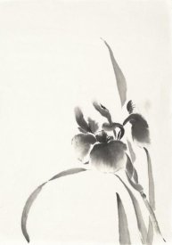 Chris Paschke - Japanese Iris I