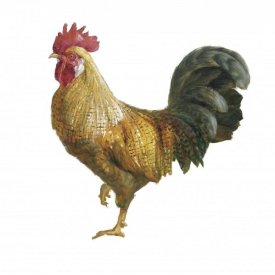 Danhui Nai - Noble Rooster II on White