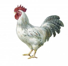Danhui Nai - Noble Rooster IV on White