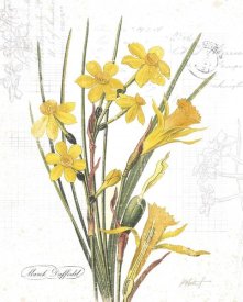 Katie Pertiet - March Daffodil on White