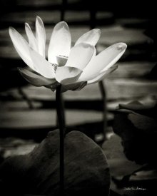 Debra Van Swearingen - Lotus Flower VIII