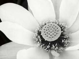 Debra Van Swearingen - Lotus Flower IV