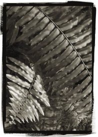 Debra Van Swearingen - Fern I