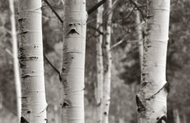 Debra Van Swearingen - Aspens  IV