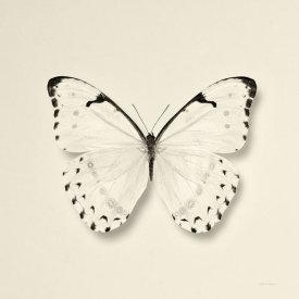Debra Van Swearingen - Butterfly II - BW