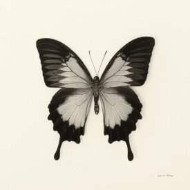 Debra Van Swearingen - Butterfly III - BW