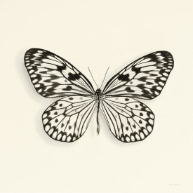Debra Van Swearingen - Butterfly V - BW