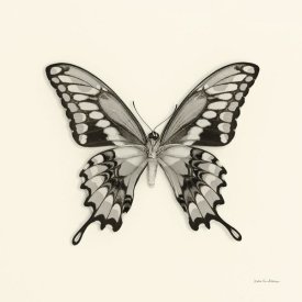 Debra Van Swearingen - Butterfly VI - BW