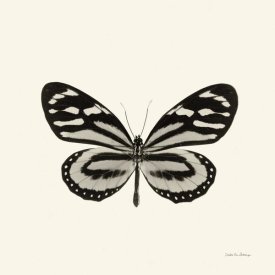 Debra Van Swearingen - Butterfly VIII - BW