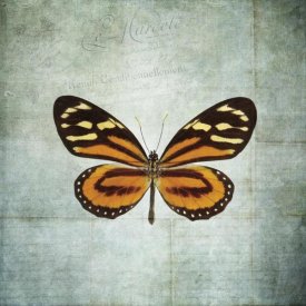 Debra Van Swearingen - French Butterfly VIII