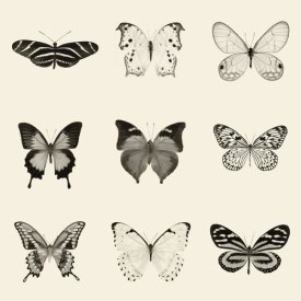 Debra Van Swearingen - Butterfly - BW 9 Patch