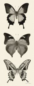 Debra Van Swearingen - Butterfly - BW Panel I