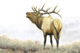 James Wiens - Majestic Elk