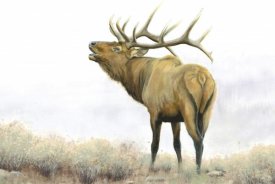 James Wiens - Majestic Elk Brown