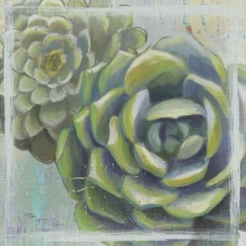 Wellington Studio - Succulents II