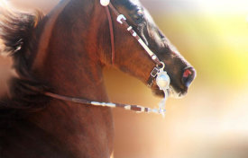 Kari Brooks - Wild Saddlebred