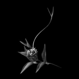 Yvette Depaepe - Dance With Me, She Said...