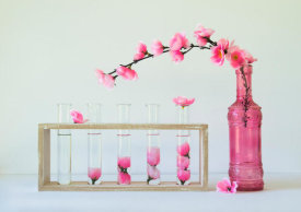 Jacqueline Hammer - Petal Collecting