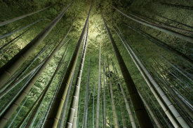 Takeshi Marumoto - Bamboo Night