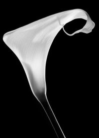 Santiago Pascual Buye - Calla