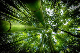 David Ros - Arashiyama