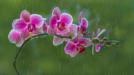Kutub Uddin - Orchid Flower In Rain