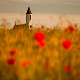 Robert Adamec - In The Poppy Fields