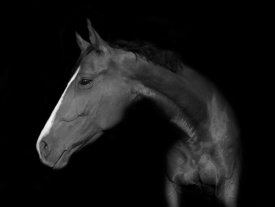 Wieteke De Kogel - My Horse