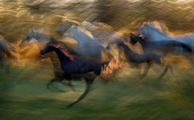 Milan Malovrh - Fiery Gallop
