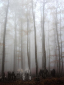 Francesco Martini - Fog