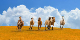 Pangea Images - Herd of wild horses