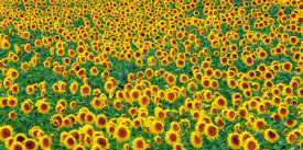 Frank Krahmer - Sunflower field, France