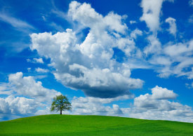 Frank Krahmer - Oak and clouds, Bavaria, Germany