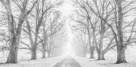 Pangea Images - Tree lined road in the snow