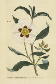 Wild Apple Portfolio - Herbal Botanical XXVII