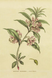 Wild Apple Portfolio - Herbal Botanical XXVI