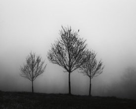 Aledanda - In the Fog Crop