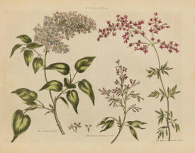 Wild Apple Portfolio - Herbal Botanical I Crop