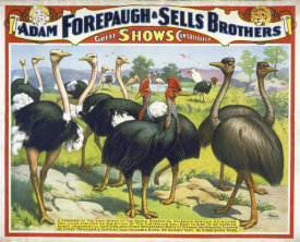 Hollywood Photo Archive - Adam Forepaugh & Sells Brothers Giant Birds