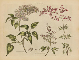 Wild Apple Portfolio - Herbal Botanical I