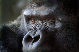 Vic Schendel - Gorilla Eyes