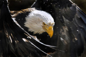 Vic Schendel - Bald Eagle Bath III