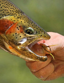 Vic Schendel - A Trout in the Hand