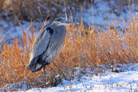 Vic Schendel - Heron in Winter I