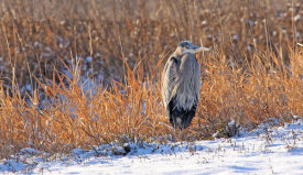 Vic Schendel - Heron in Winter II